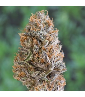 Bubba`s Gift 10 u. fem. Humboldt