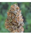 Bubba`s Gift 10 u. fem. Humboldt