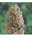 Bubba`s Gift  5 u. fem. Humboldt