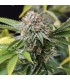 Mango Sapphire 10 u. fem. Humboldt