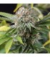 Mango Sapphire  5 u. fem. Humboldt