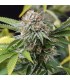 Mango Sapphire - Humboldt
