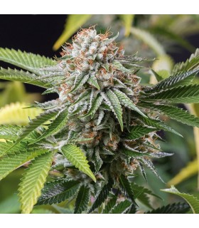 Mango Sapphire - Humboldt
