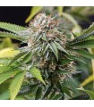 Mango Sapphire - Humboldt
