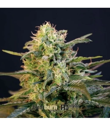 Mamba Negra - Blimburn Seeds - Kayamurcia.es