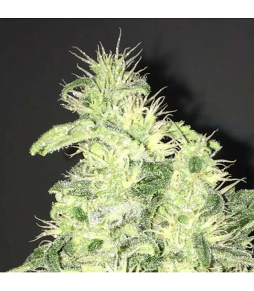 Supreme Kush CBD - Nirvana - Kayamurcia.es