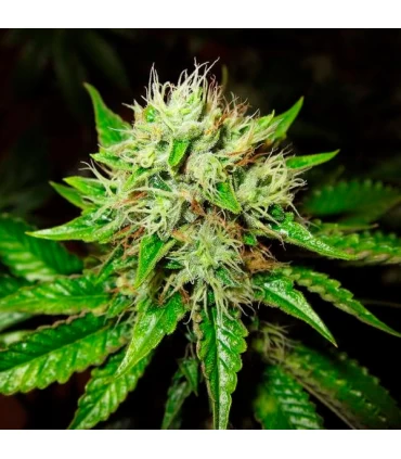 Auto OG Kush - Nirvana - Kayamurcia.es