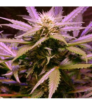 Auto Lemon OG Haze - Nirvana - Kayamurcia.es