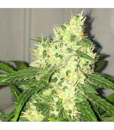 Auto Swiss Cheese - Nirvana - Kayamurcia.es