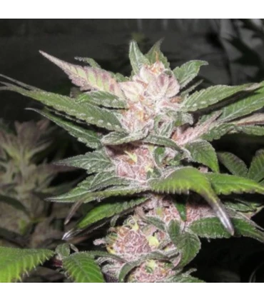 Purple Chem - The Cali Connection