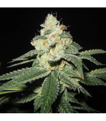 SFV OG Kush - The Cali Connection