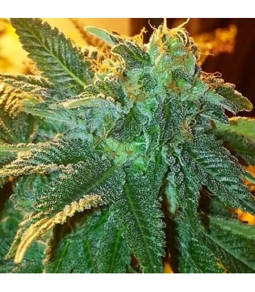 Alien OG - The Cali Connection