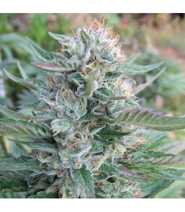 Strawberry OG - The Cali Connection