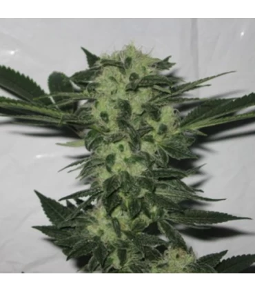 818 Headband - The Cali Connection
