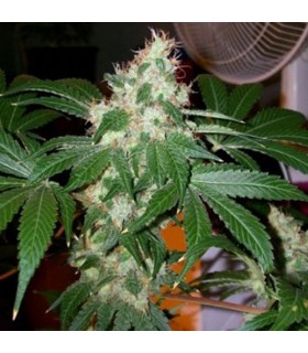 Chem Valley Kush  10 u. reg. The Cali Connection