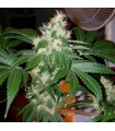 Chem Valley Kush  10 u. reg. The Cali Connection