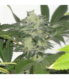 Chem 3 OG  10 u. reg. The Cali Connection