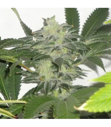 Chem 3 OG  10 u. reg. The Cali Connection