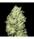 La Bruta 1 u. fem. Quercus Seeds