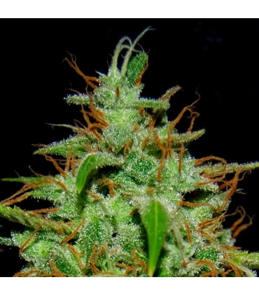 White Widow n17 1 u. fem. Quercus Seeds
