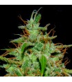 White Widow n17 1 u. fem. Quercus Seeds