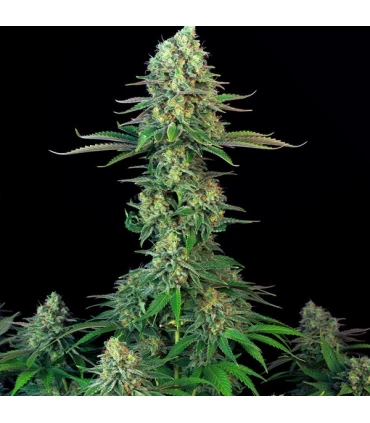 Mk - UltraBubble - T.H. Seeds.
