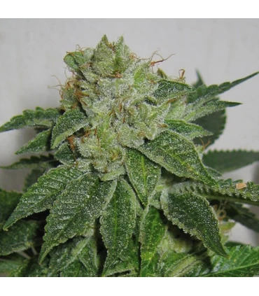 Auto Mk - Ultra - T.H. Seeds.