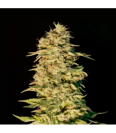 Og Lemon Bilbo - Genehtik - Kayamurcia.es