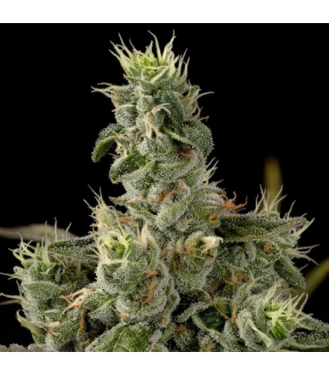 Nicole Kush - DNA Genetics - Kayamurcia.es