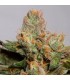 707 Truthband by Emerald Mountain - Humboldt