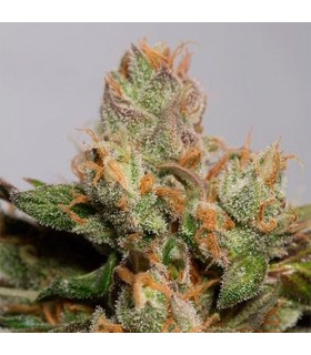 707 Truthband by Emerald Mountain - Humboldt