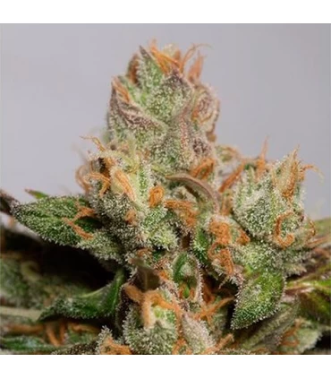 707 Truthband by Emerald Mountain - Humboldt