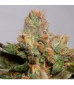 707 Truthband by Emerald Mountain - Humboldt