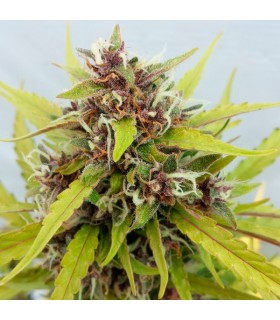 Auto Purple Ryder  - Seedsman