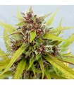 Auto Purple Ryder 10 u. fem. Seedsman (Agotado en origen)