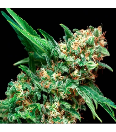 Auto Alpujarreña - Pyramid Seeds.