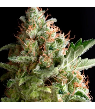Auto American Pie - Pyramid Seeds.
