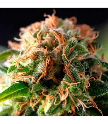 Auto Fresh Candy - Pyramid Seeds.