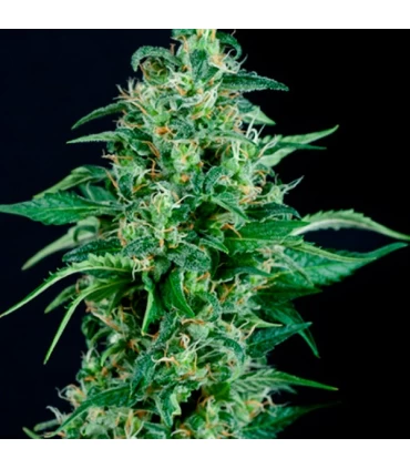 Auto Kryptonite - Pyramid Seeds.