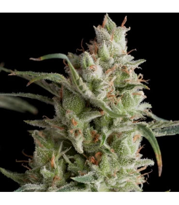 Super Og Kush - Pyramid Seeds.
