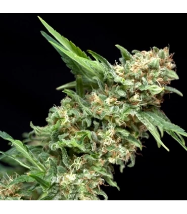 Alpujarreña- Pyramid Seeds.