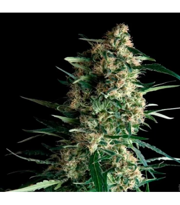 Amnesia Gold - Pyramid Seeds.