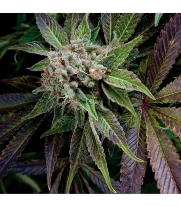 Blue Pyramid - Pyramid Seeds.