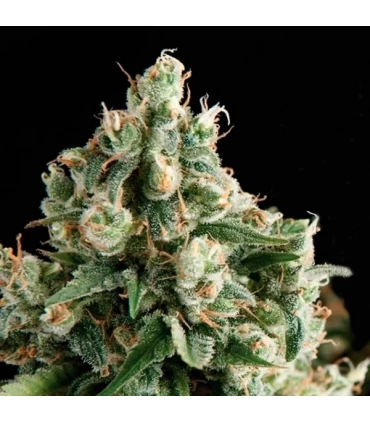Lennon- Pyramid Seeds.