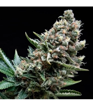 Nefertiti- Pyramid Seeds.