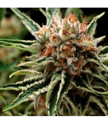 Shark- Pyramid Seeds.