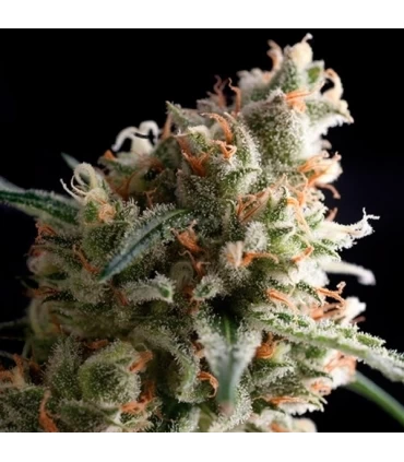 Super Hash- Pyramid Seeds.
