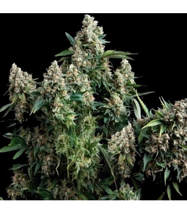 Tutankhamon - Pyramid Seeds.