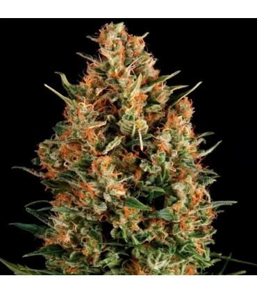 Wembley - Pyramid Seeds.