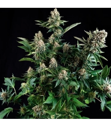 White Widow - Pyramid Seeds.